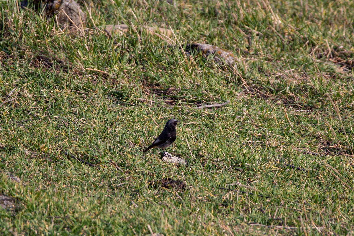 Black Redstart - ML225057911