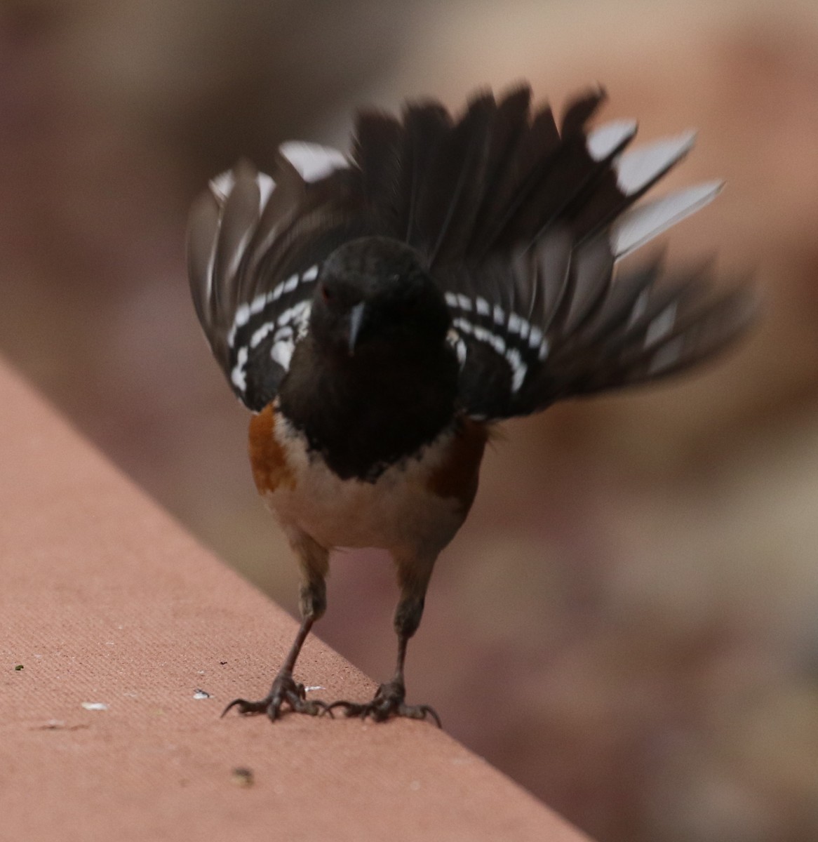 Spotted Towhee - ML225058021