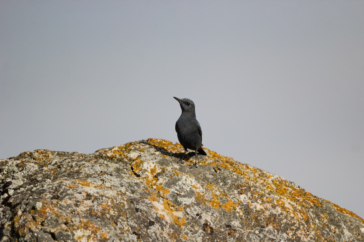 Blue Rock-Thrush - Elvin Memmedsoy