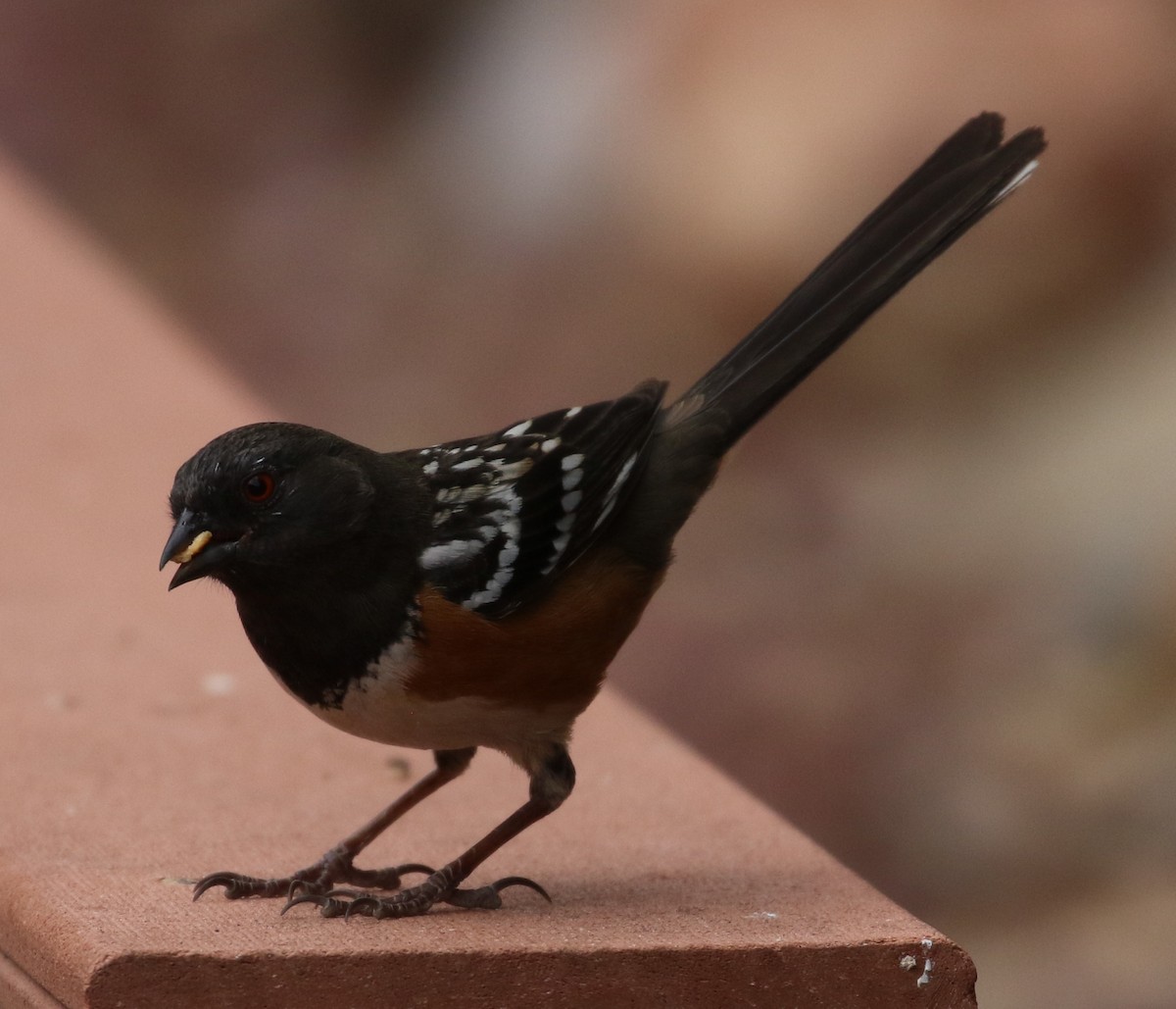 Spotted Towhee - ML225058161