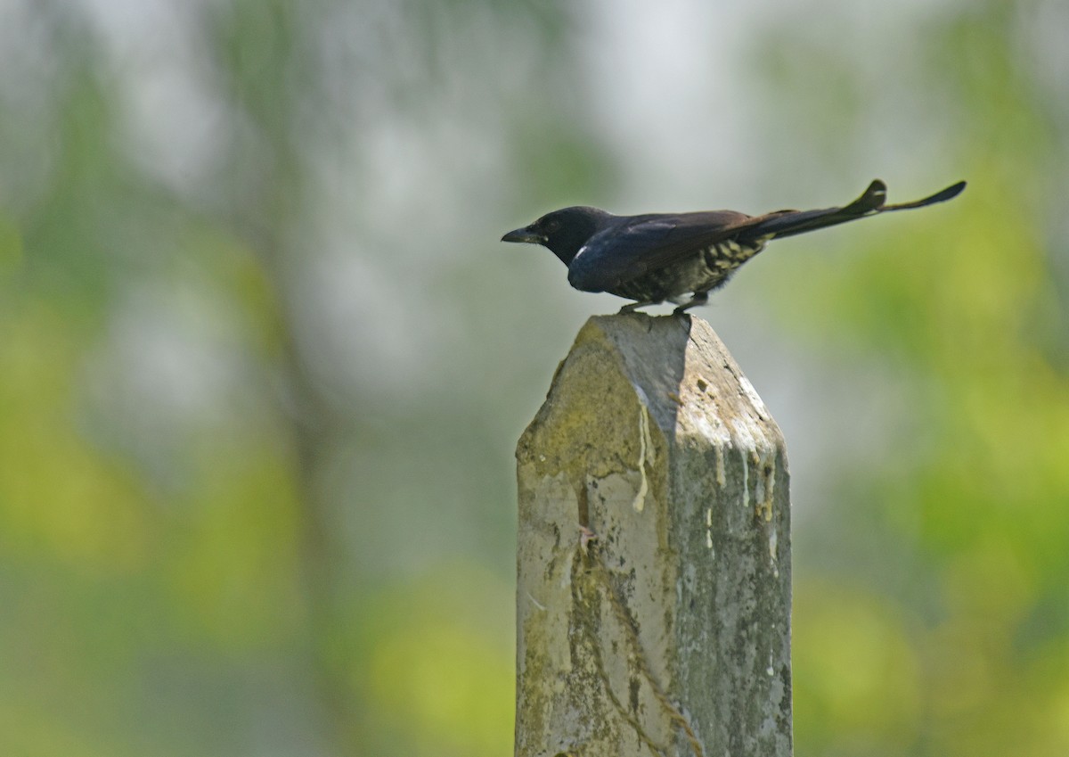 Fork-tailed/Square-tailed Drongo-Cuckoo - ML225058211