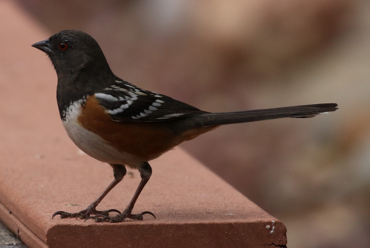 Spotted Towhee - ML225058221