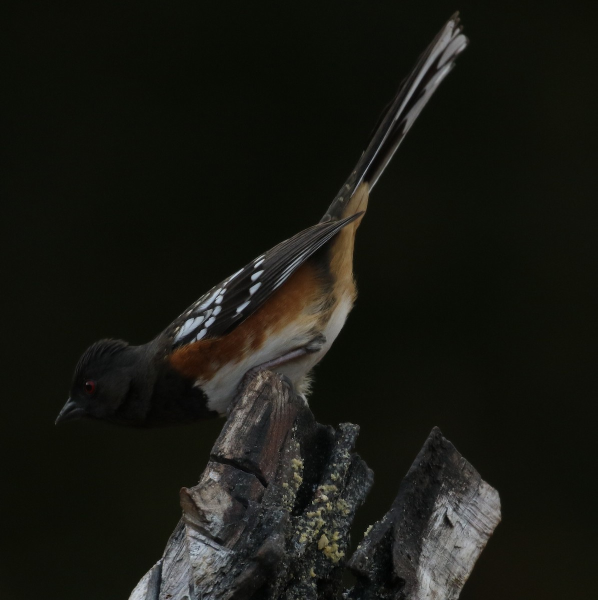 Spotted Towhee - Don Coons