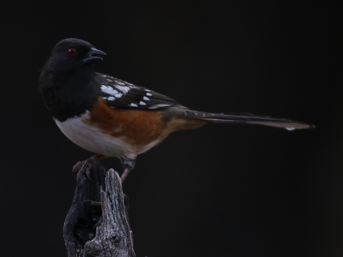Spotted Towhee - ML225058371
