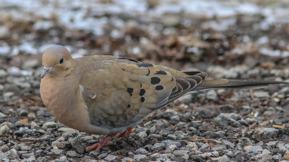 Mourning Dove - Marc Boisvert