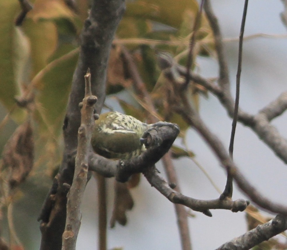 Speckled Piculet - ML225059301