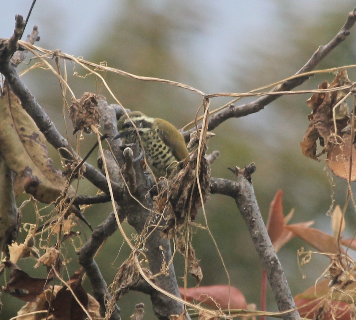 Speckled Piculet - ML225059401