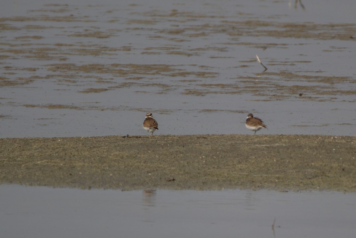 Little Ringed Plover - ML225061311