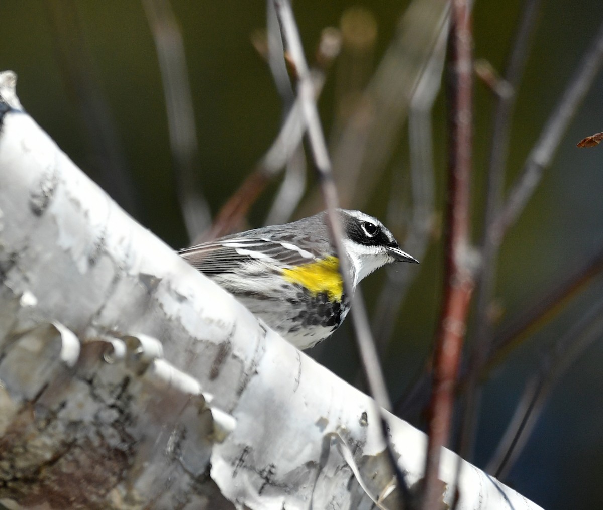 Yellow-rumped Warbler - Raymond Ladurantaye