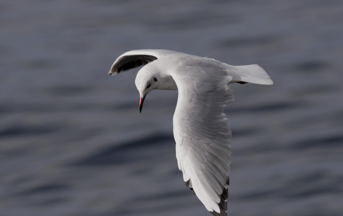 Gaviota Reidora - ML225062341