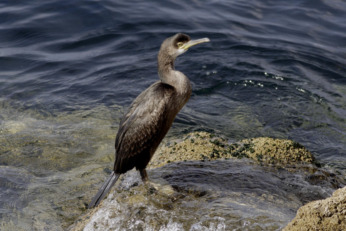 Cormorán Moñudo - ML225062361