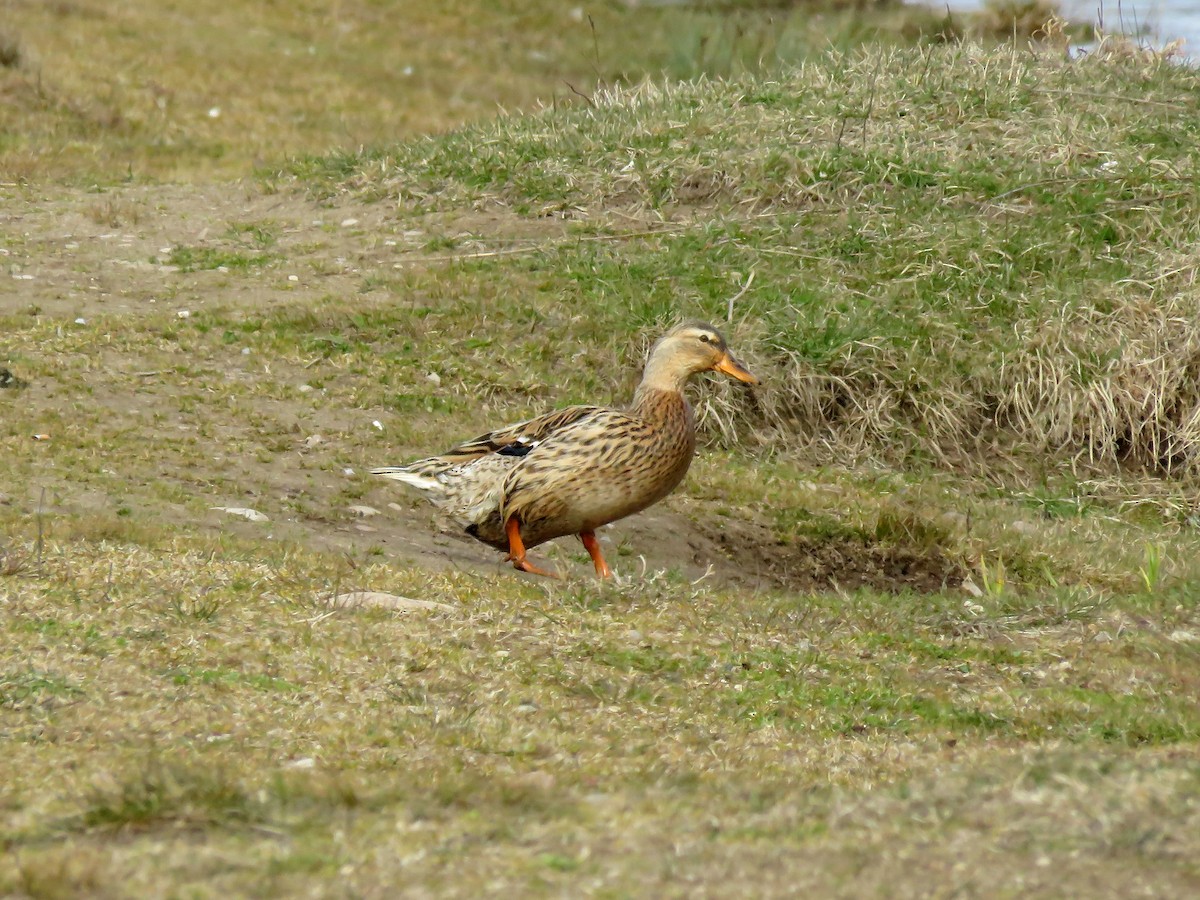 Canard colvert - ML225064801