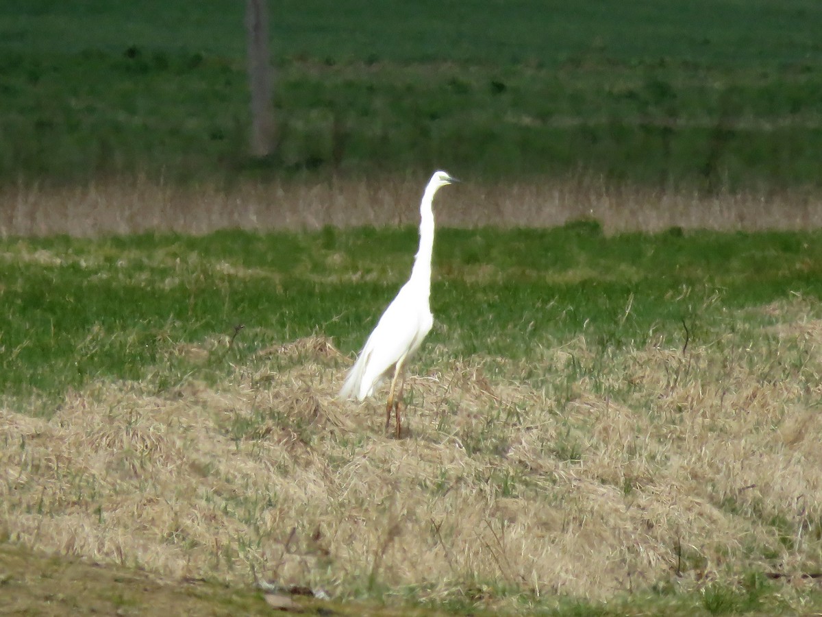Grande Aigrette - ML225064881