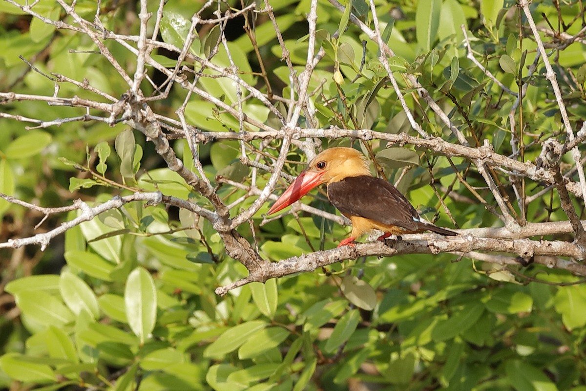 Brown-winged Kingfisher - Holger Teichmann