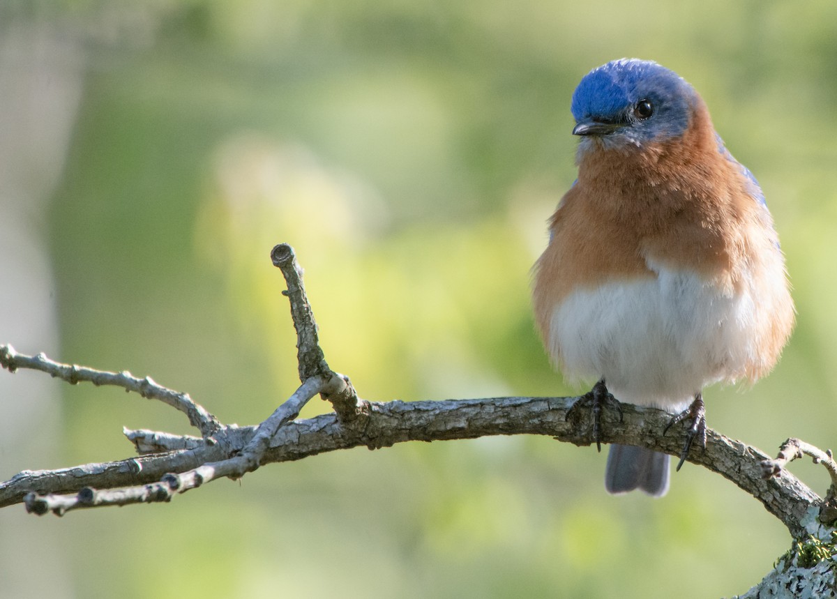 Eastern Bluebird - ML225068721