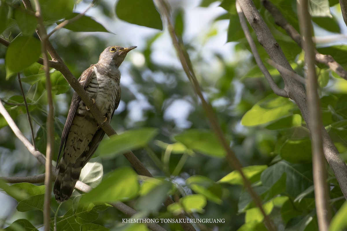 Indian Cuckoo - ML225069951