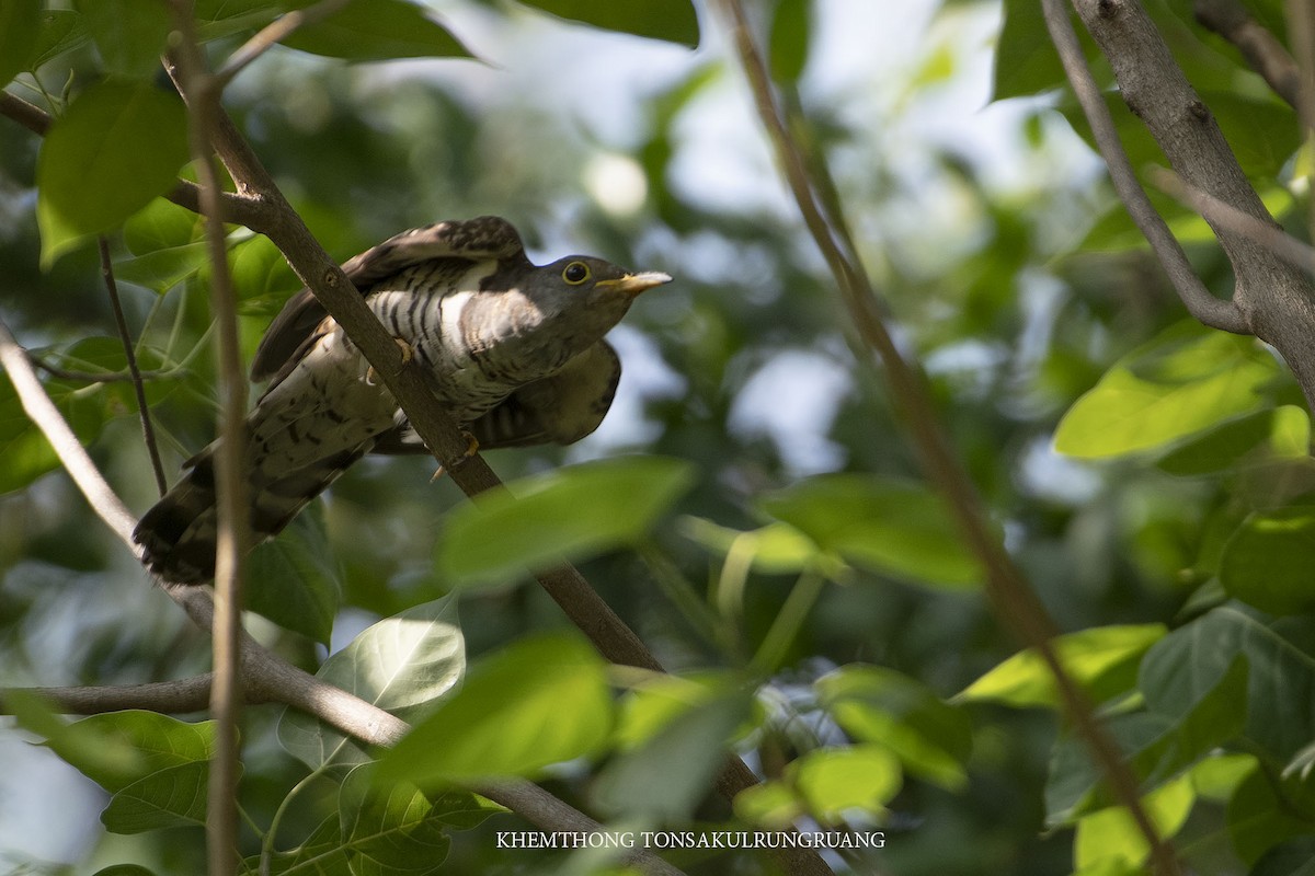 Indian Cuckoo - Khemthong Tonsakulrungruang
