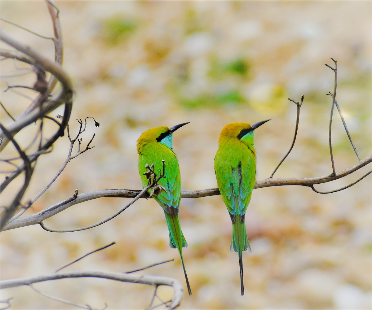 Asian Green Bee-eater - ML225070791