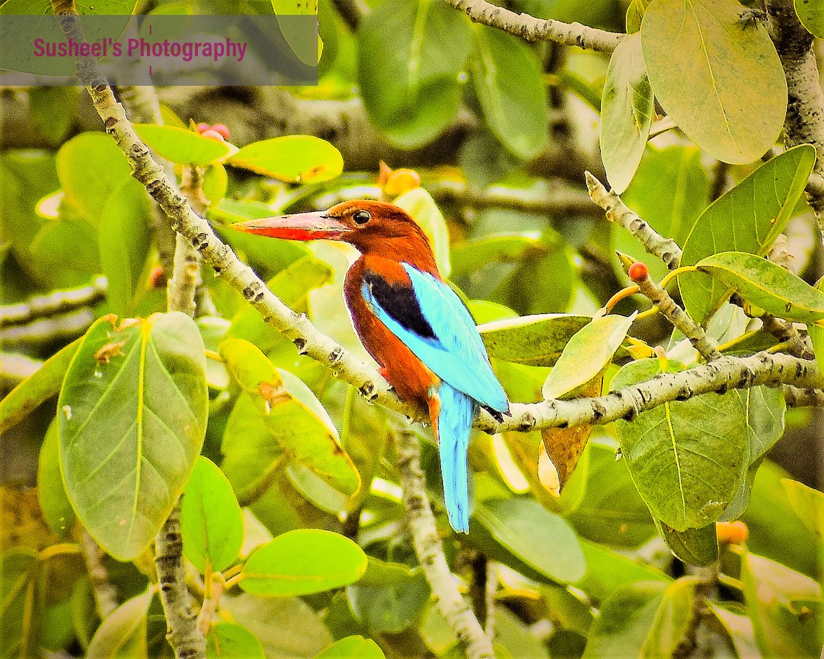 White-throated Kingfisher - Susheel Rattan Sharma