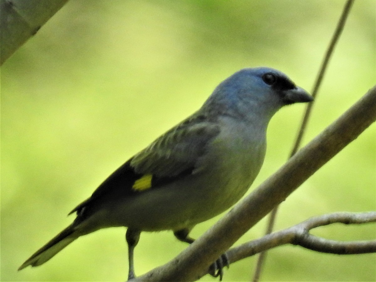 Yellow-winged Tanager - ML225072041