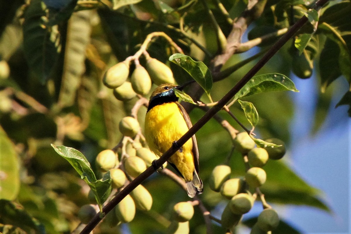 Sahul Sunbird - ML225072781