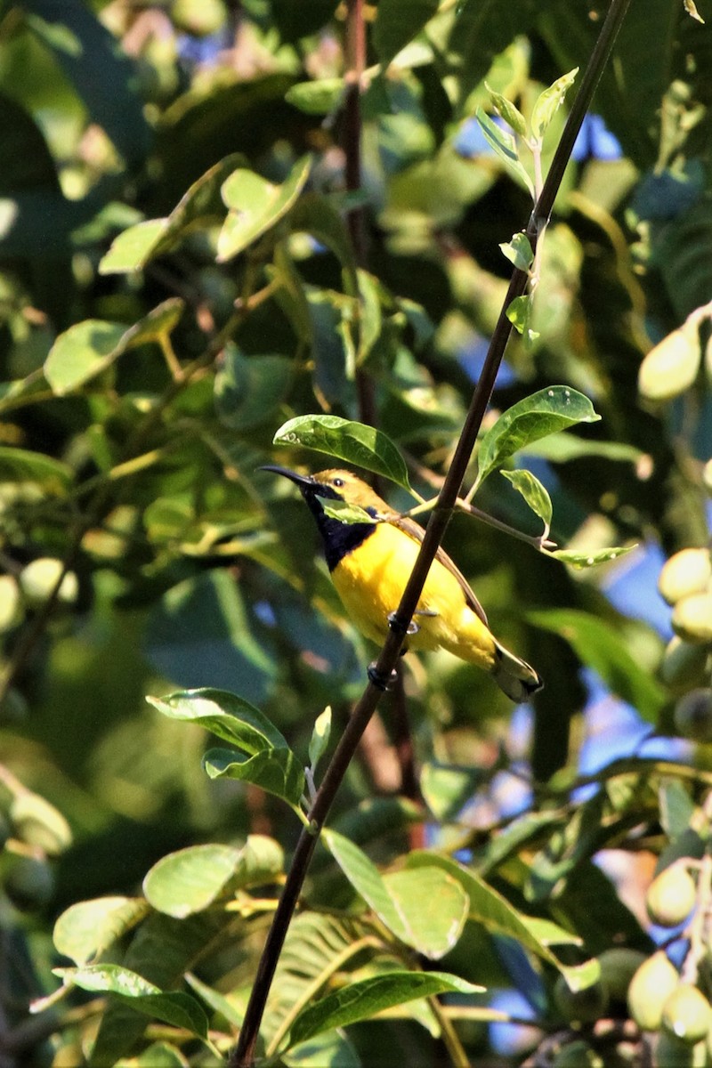 Sahul Sunbird - ML225072791