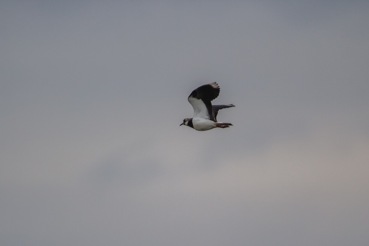 Northern Lapwing - ML225073161