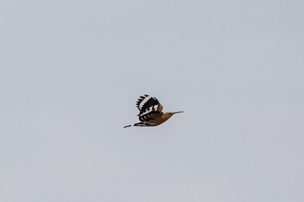 Eurasian Hoopoe - ML225073511