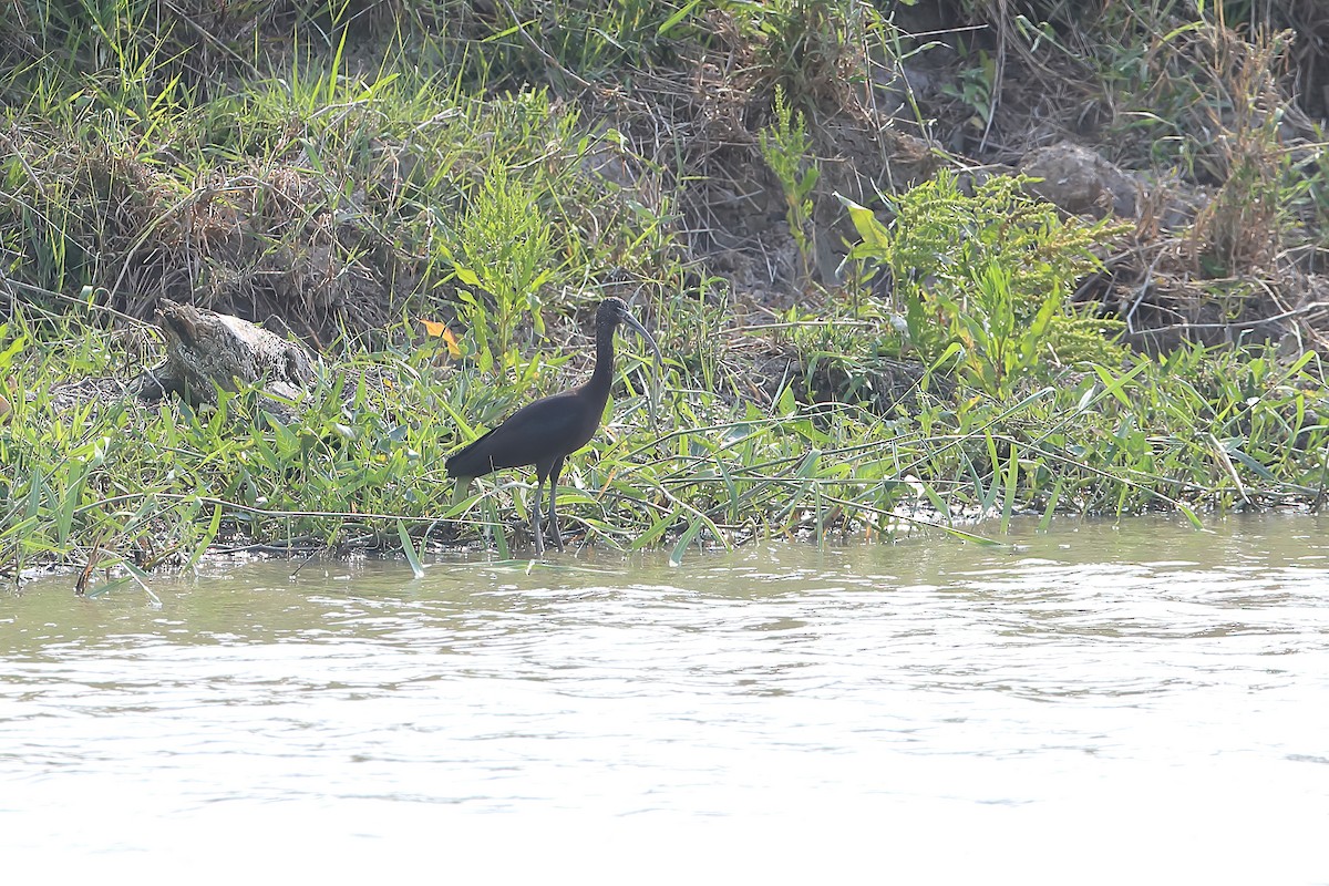 Glossy Ibis - ML225075001