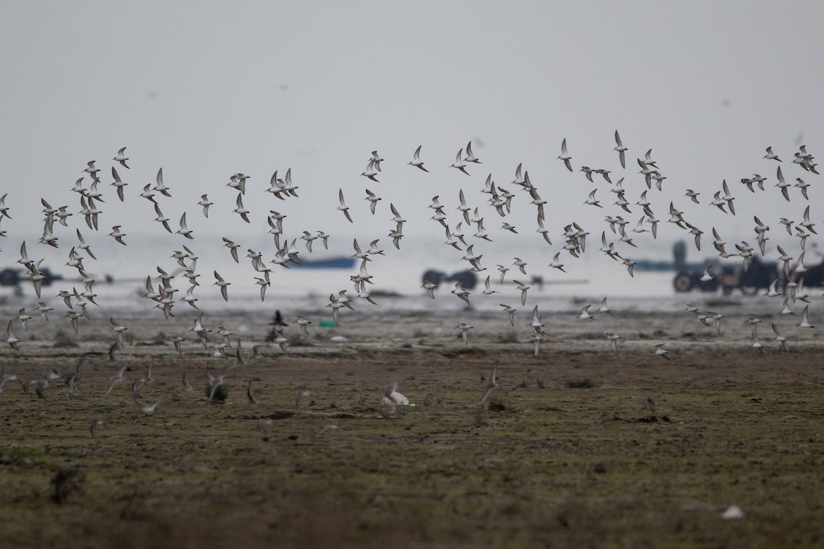 Dunlin - ML225075081