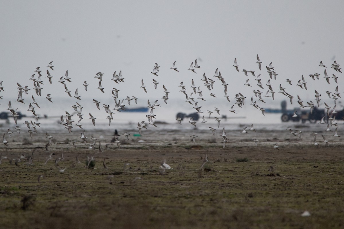 Dunlin - ML225075081