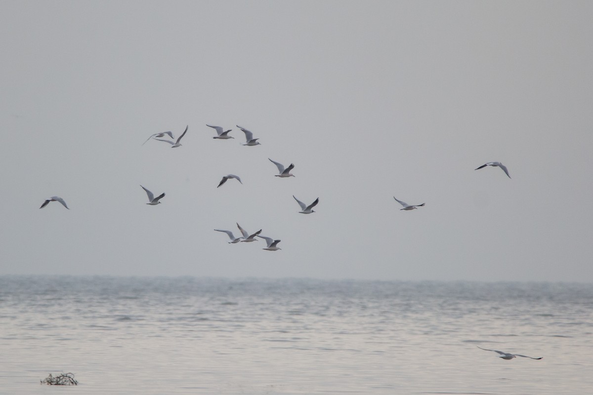 Slender-billed Gull - ML225075171