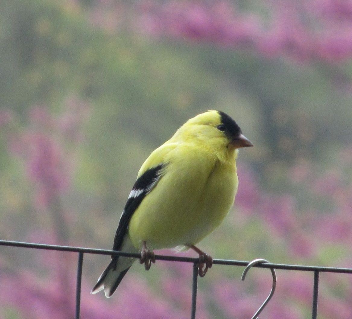 American Goldfinch - ML225075871