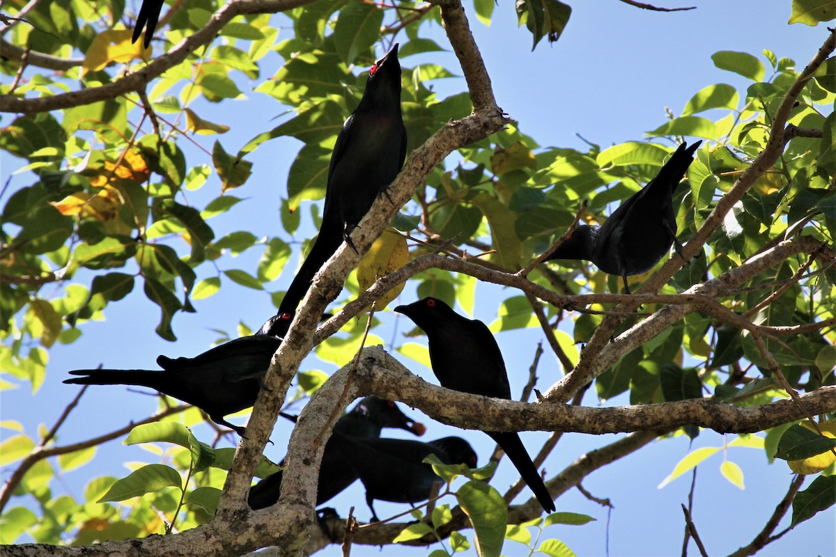 Metallic Starling - ML225076321