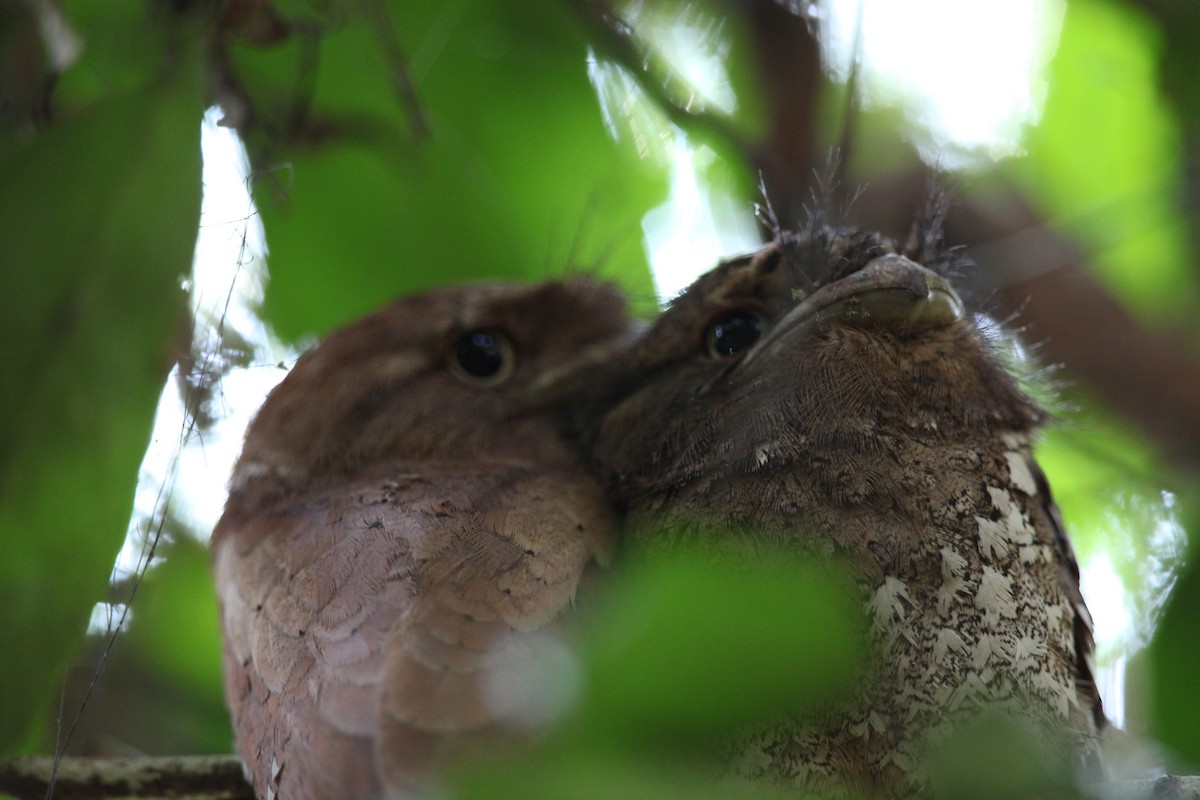 Sri Lanka Frogmouth - Abdul Rahman