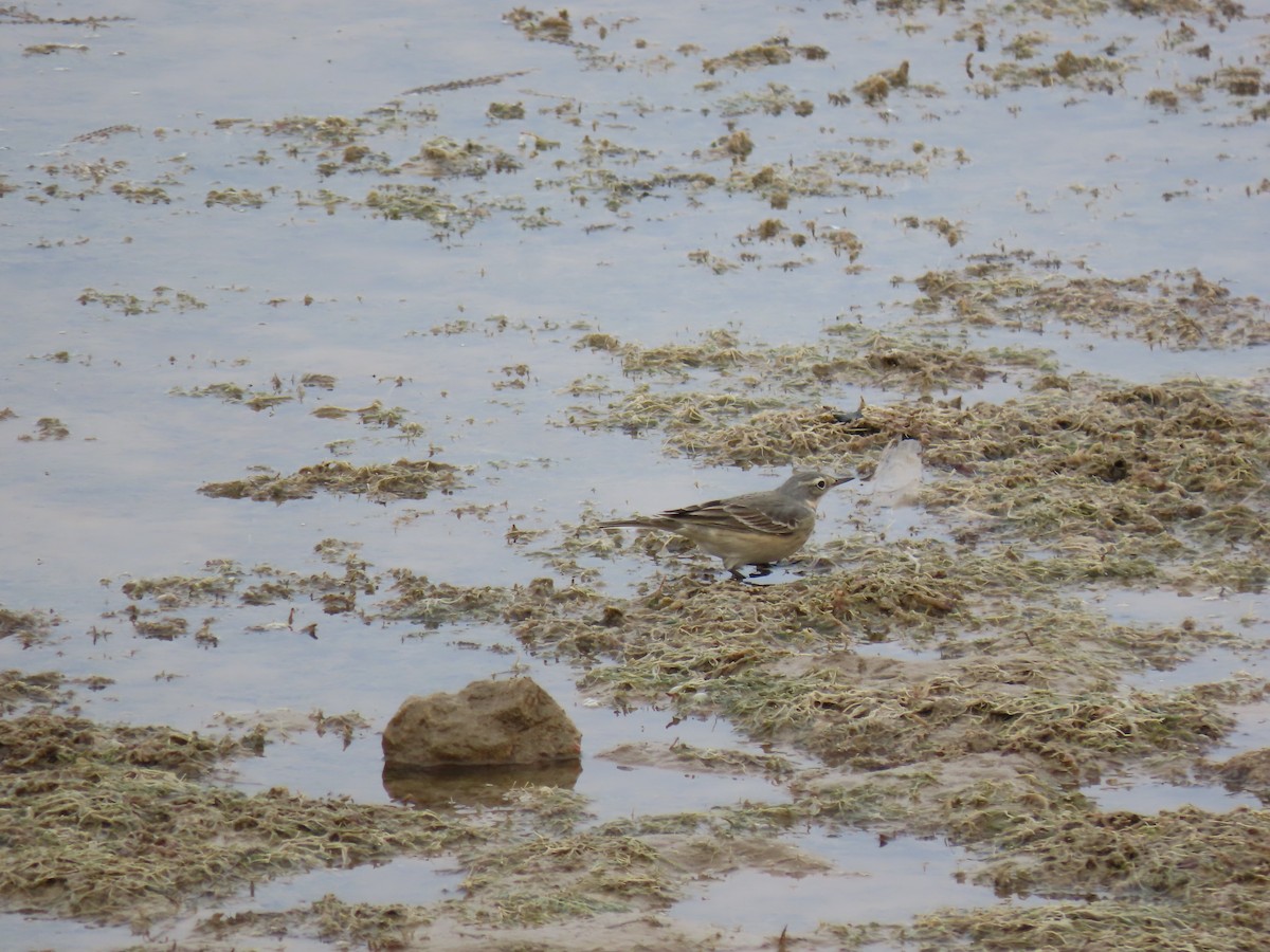 American Pipit - ML225077761