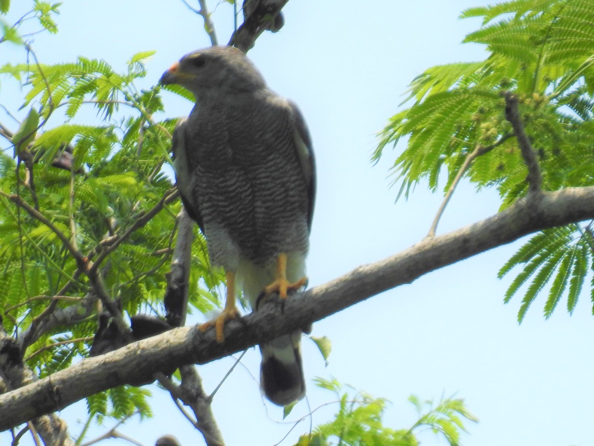 Gray Hawk - ML225079001