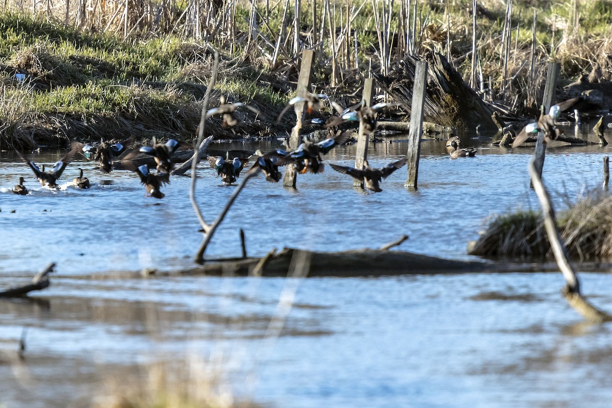 Blue-winged Teal - ML225081251