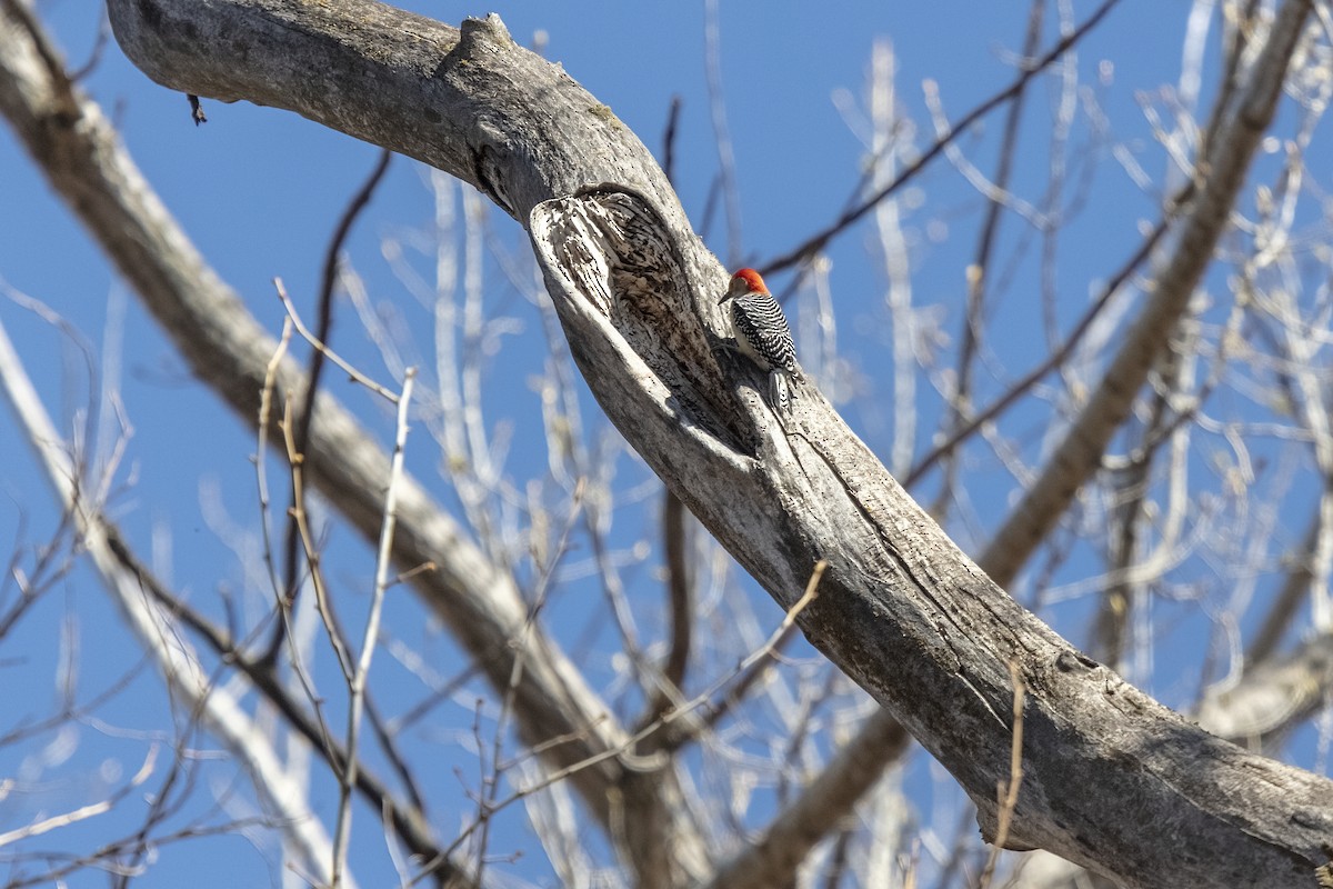 Red-bellied Woodpecker - ML225081771