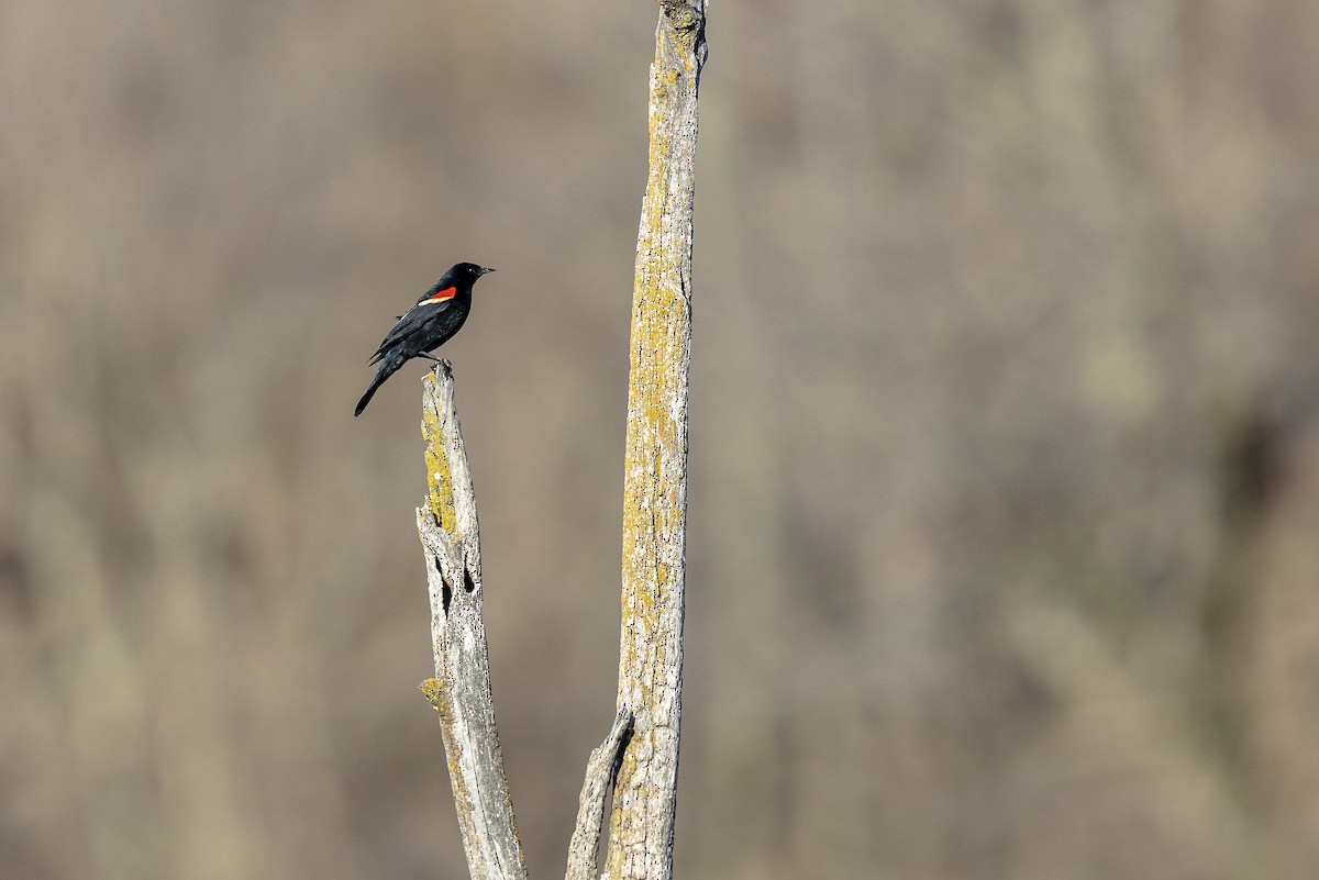 Red-winged Blackbird - ML225081881