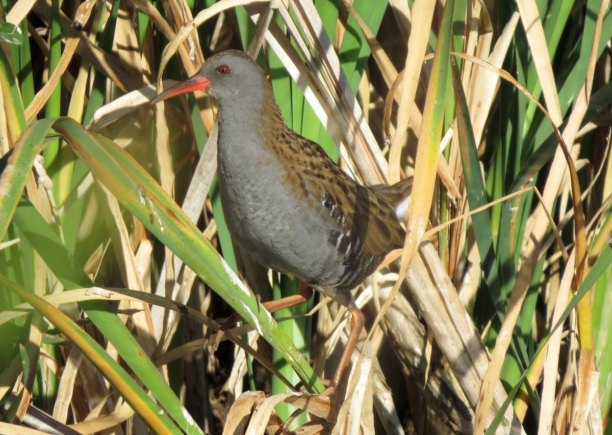 Water Rail - ML225082031