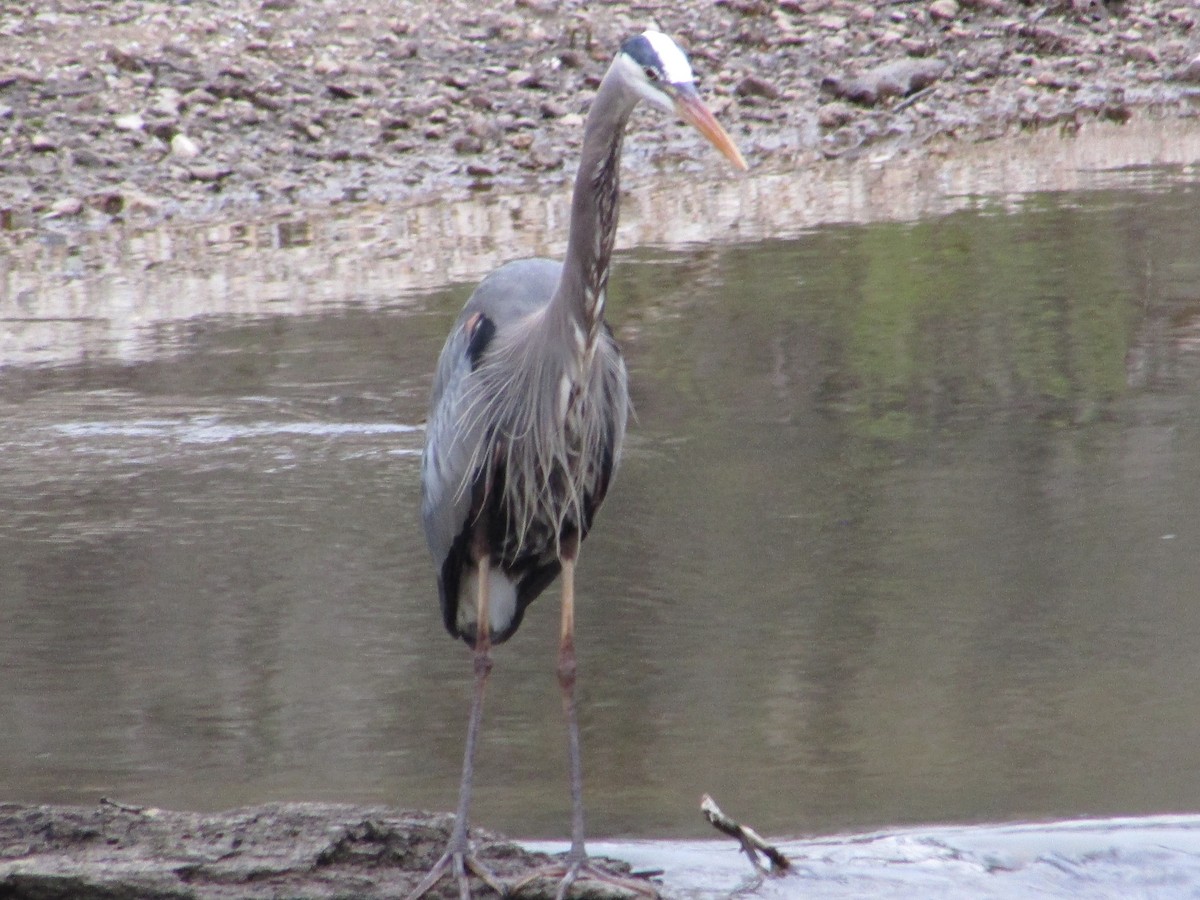 Great Blue Heron (Great Blue) - ML225082861