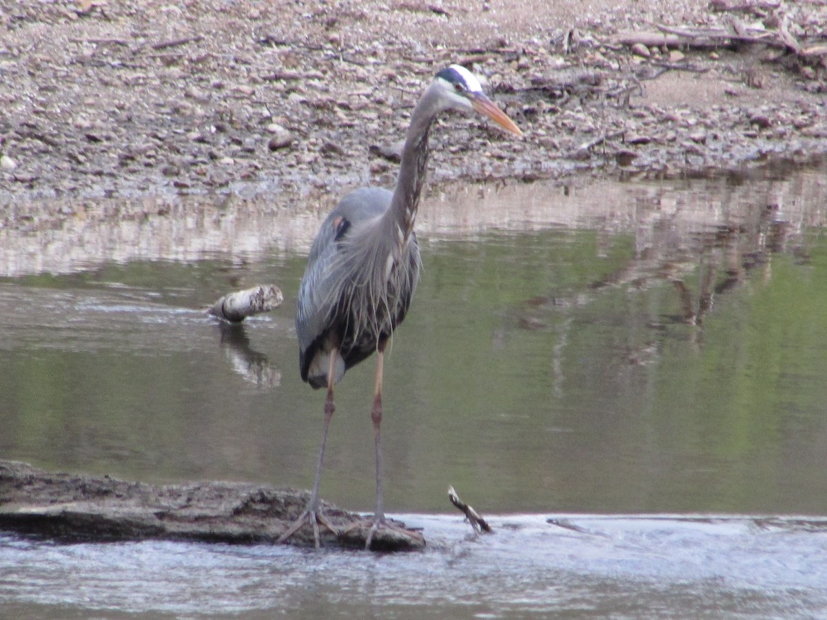 Great Blue Heron (Great Blue) - ML225082921