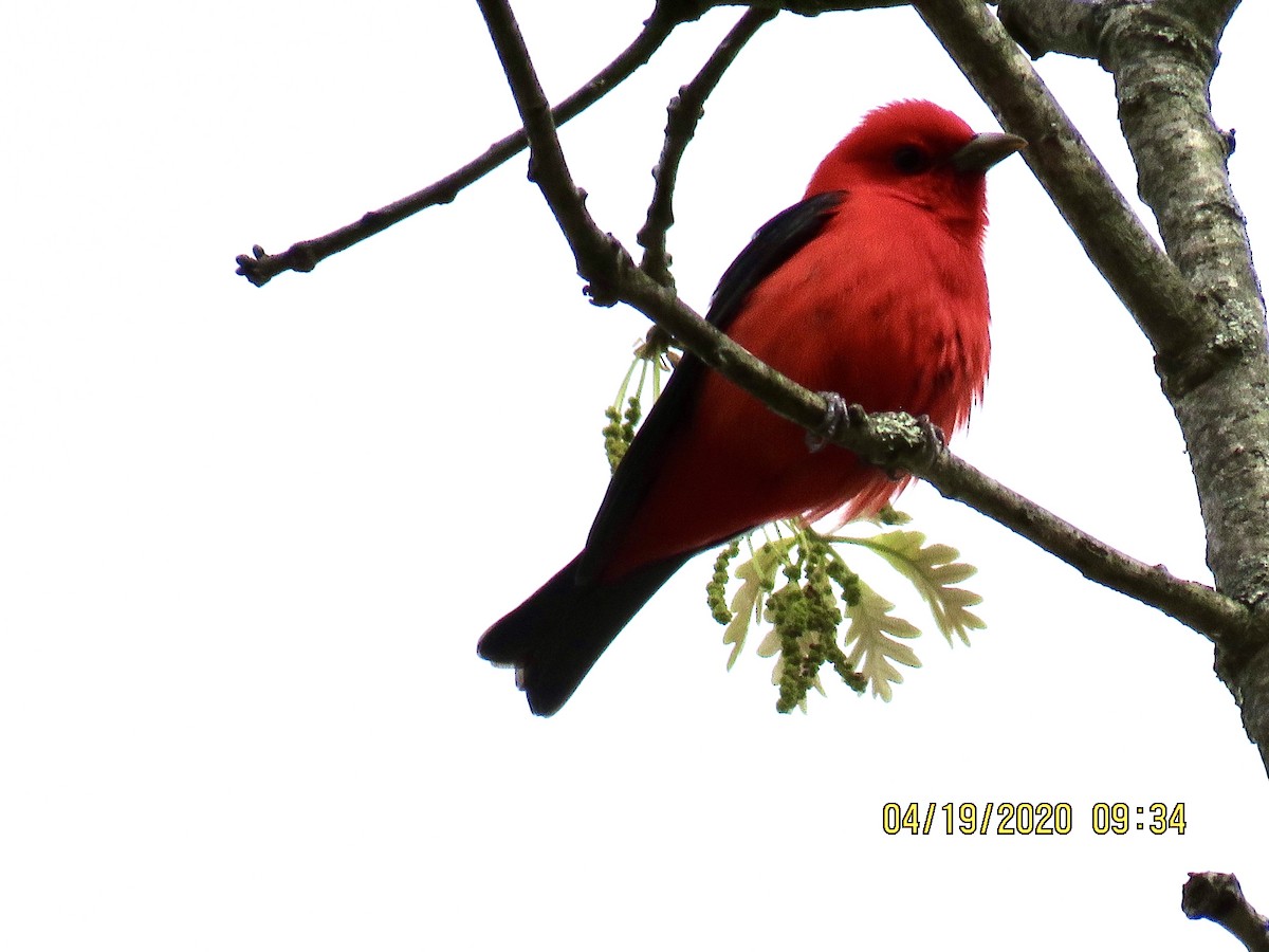 Scarlet Tanager - ML225084191