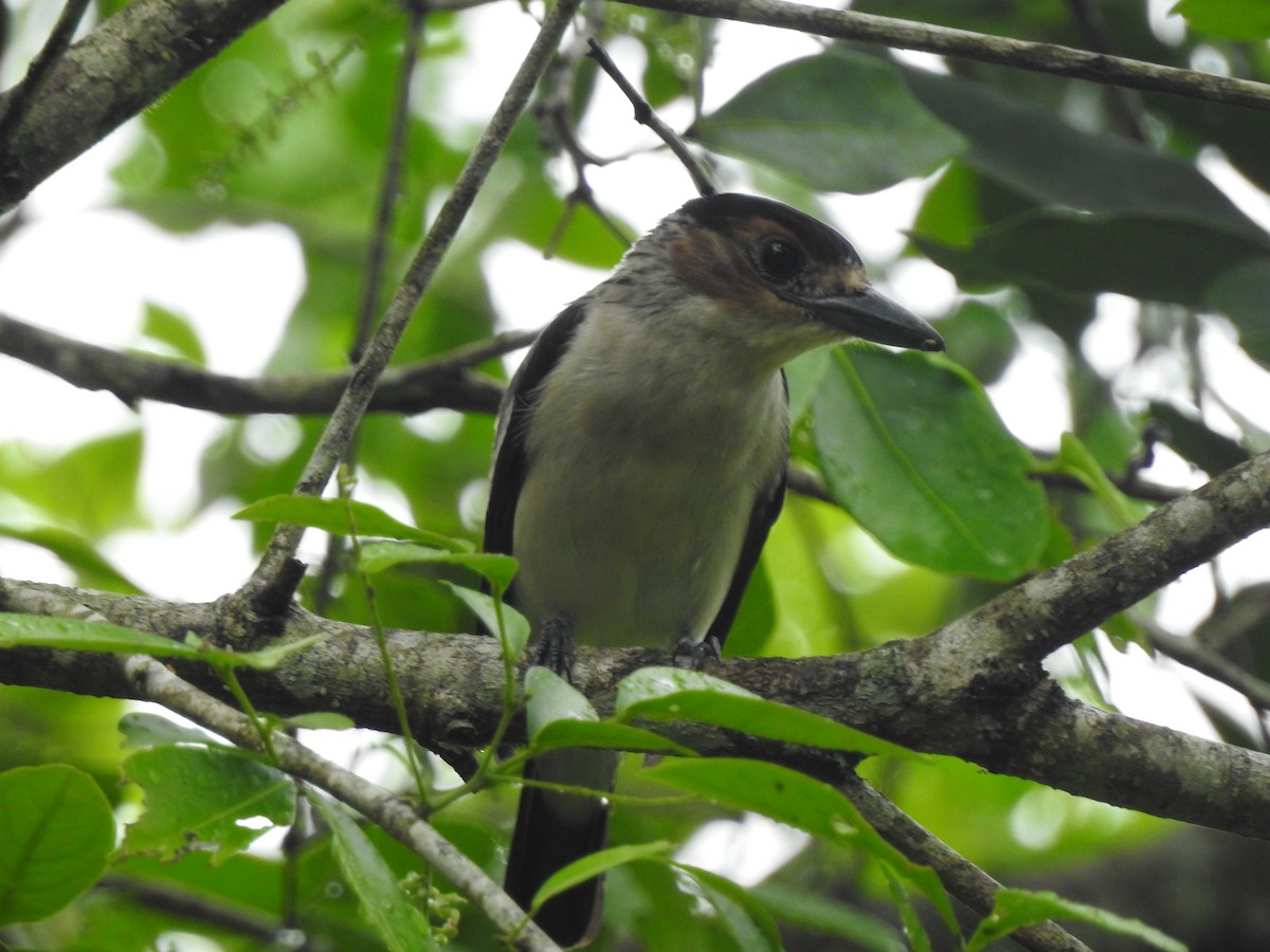 Black-crowned Tityra - ML225084291