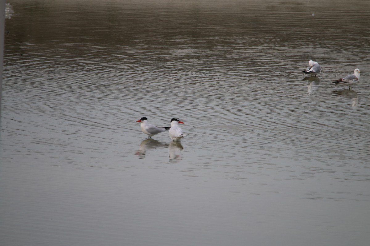 Caspian Tern - ML225084611