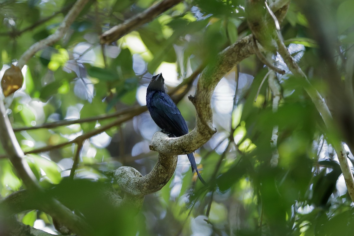 tykknebbdrongo - ML225087051