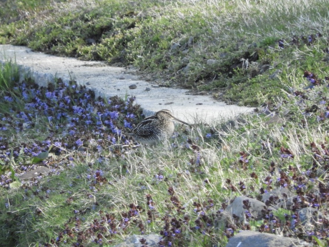 Wilson's Snipe - ML225090901