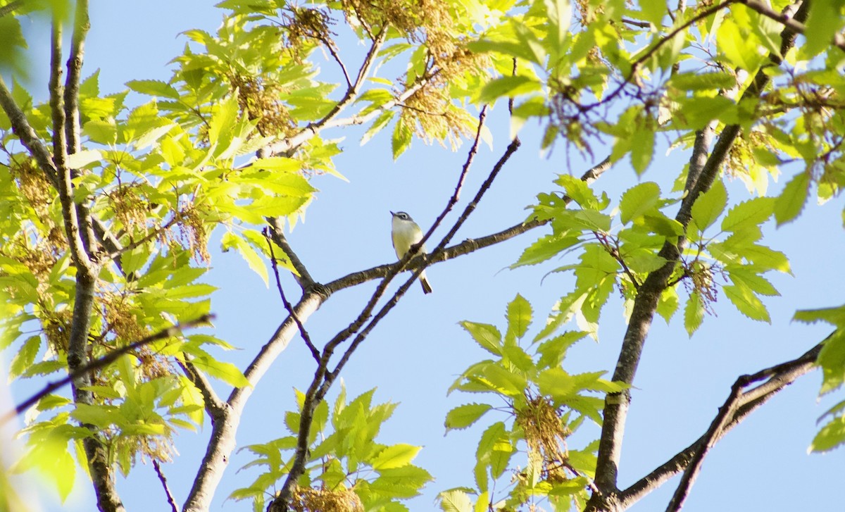 Blue-headed Vireo - ML225092991