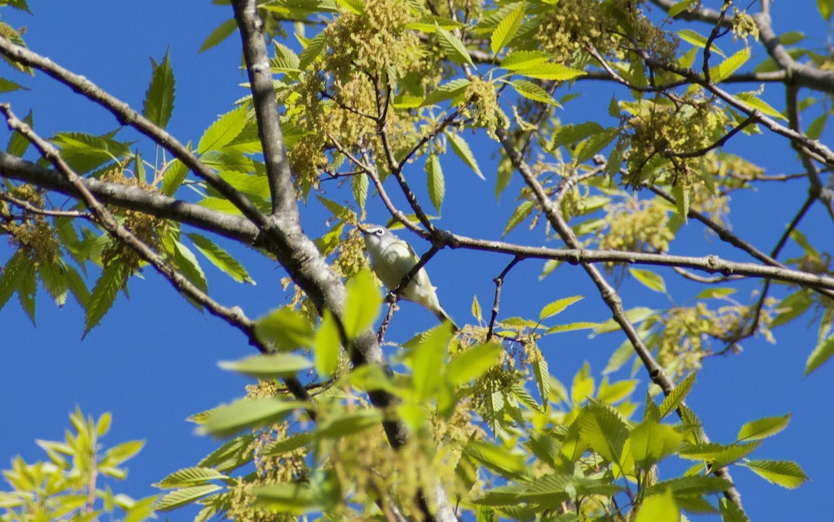 Blue-headed Vireo - ML225093051